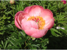 ���� ����� ����