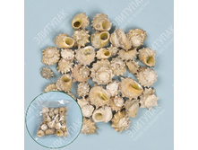 ����� ������� ������� 240 � � �������� (�����������) 356 203�.jpg