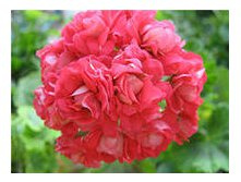 ���������� Rosebud suprime.jpg