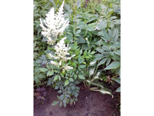 �������� ����� + �����