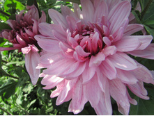 ��������� ���������� "������� ����� "