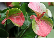 �������� ������� ���