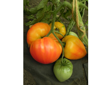 ����� ������� F1(������� ��� F1) ������� � 28,70 ���. [���.��000010924]