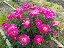 ���������� ����