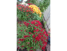 ��� ��� . , ����� ���� ,����� ����� ,