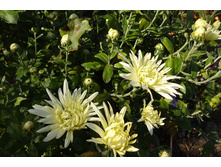 ��������� ���������� "������� ������ "