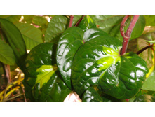 ����� ������������������  ����� ��� (Piper methisticum var wichmannii cv Bright Eyes)- ���� ....