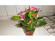 �������� "Cirano"