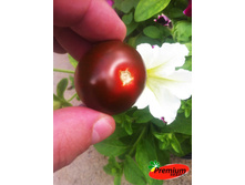 ����� ����� ���������� ������� F1 ������� � 27,70 ���.. [���.��000010929]