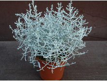 ����������� ������ (Calocephalus Brownii)- 300 - 350  ���.