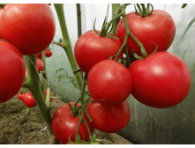 ����� �������� ��������� 20�� ��� ��� 12,90 ���. [���.14000751]