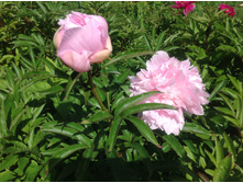 ���� ������