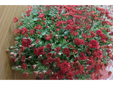 Even Dark Bronze ������ 6 �� ������ 35-40 �� �������� ��������