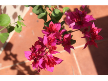 ����������� Mahara Magic- ������ �������� ..