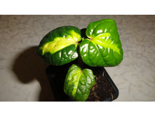 ����� ������������������  ����� ��� (Piper methisticum var wichmannii cv Bright Eyes)- 170 - 200 ���.