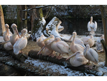 ���������� �������� �� �����