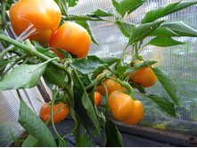 ����� ������� ����������� 9,00 ���.. [���.��000010321]