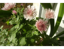 Matin Pink ������ 6-7 �� ������ �� 40 �� �������� ��������