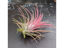 �����������  ����������-  450- 500  ���.