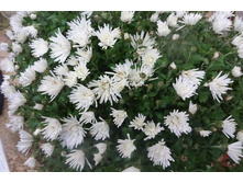 ����� ���� ������� ������ 5 �� ������ 40 �� �������� ������ ��������