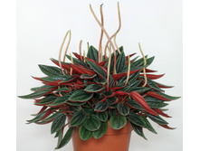 ��������� Peperomia caperata Rosso-  �� 300 ���.