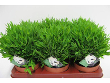 ����������� ������ (Pogonatherum paniceum)- 300 ���.