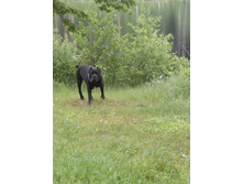 IMG 20170617 115055.jpg