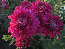 �������5�� ���������� "������ ������".