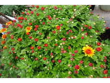 ����� ����� ������� ������ 3-4 �� ������ 35-4�� �������� ������-��������