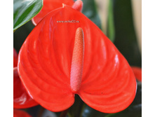 �������� �ure �range - 800 ���.