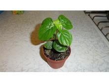 �������� ����������� (barleria obtusa)- 150 ���.