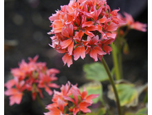 ���������� ��������� Quantum Salmon