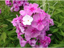 ����� ����