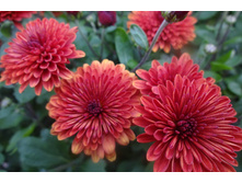 ����� ���� /����  ������5-7 �� ������ 35-40 �������� ��������