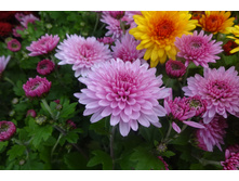 ��������� � ����� �����