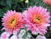 ��������� ���������� "��������� "