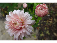 ��������� ���������� "����� "