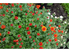 ������ ������� ������ 3-4 �� ������ 40 �������� ��������