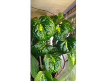 Piper methisticum var wichmannii cv Bright Eyes