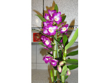 ���������� ����� �������- 550- 600  ���.