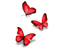 Depositphotos 40920515-stock-photo-three-red-butterfly.jpg