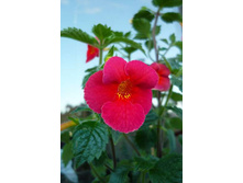 �������� Caligula.jpg