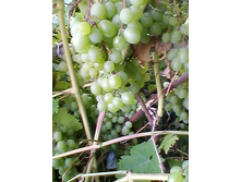 ����� ��������� (�������� ����)