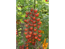 ����� ���� F1 12�� ����� 12,80 ���.. [���.��000004648]