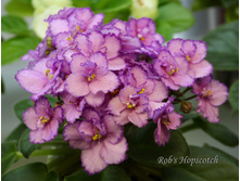 Rob's Hopscotch3.jpg