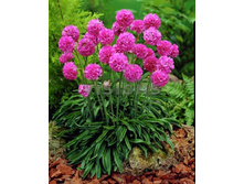 ������� ����������,(��) 7,50 ���.  [���.3002108]