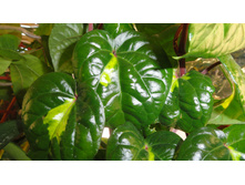 ����� ������������������  ����� ��� (Piper methisticum var wichmannii cv Bright Eyes)- ���� .....