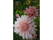 ��������� ���������� "����� "