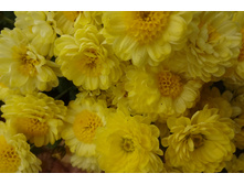 ������� ���� ������ ��������� 3-4 �� ������ 40 �� �������� ������- ��������