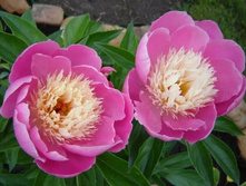 ���� �� �����